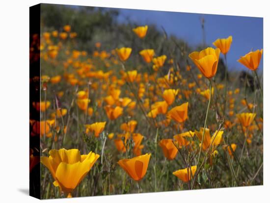 Golden California Poppies, Santa Cruz Coast, California, USA-Tom Norring-Premier Image Canvas