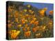 Golden California Poppies, Santa Cruz Coast, California, USA-Tom Norring-Premier Image Canvas