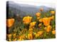 Golden California Poppies, Santa Cruz Coast, California, USA-Tom Norring-Premier Image Canvas