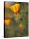 Golden California Poppies, Santa Cruz Coast, California, USA-Tom Norring-Premier Image Canvas