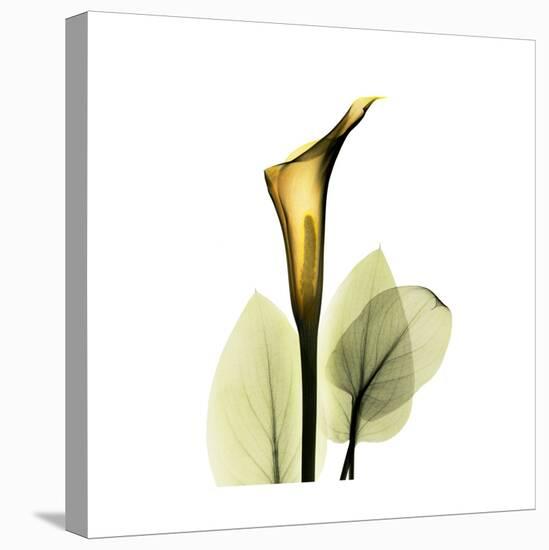 Golden Calla Lily 1-Albert Koetsier-Stretched Canvas