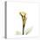 Golden Calla Lily 2-Albert Koetsier-Stretched Canvas