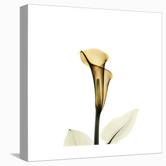 Golden Calla Lily 2-Albert Koetsier-Stretched Canvas