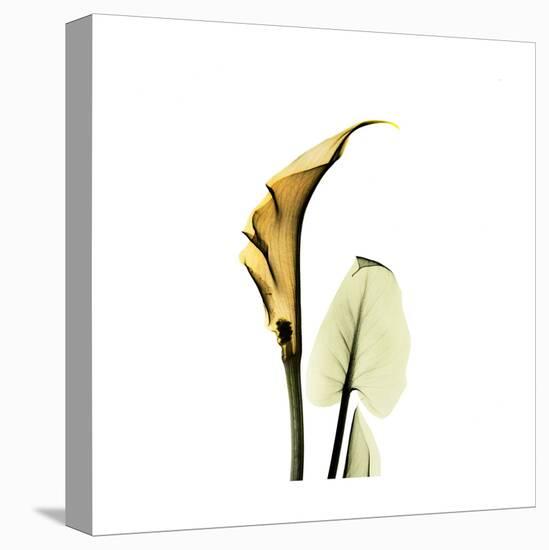 Golden Calla Lily 3-Albert Koetsier-Stretched Canvas