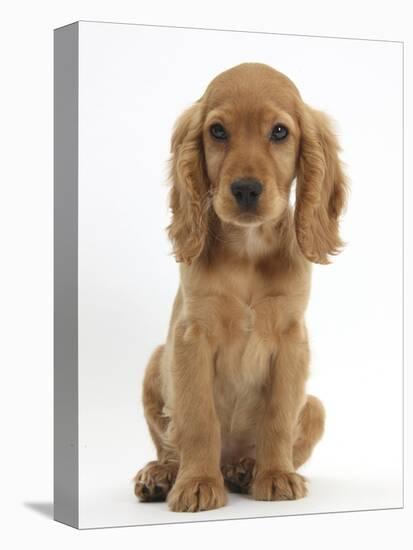 Golden Cocker Spaniel Puppy, Maizy, Sitting-Mark Taylor-Premier Image Canvas