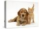 Golden Cocker Spaniel Puppy with British Shorthair Red Tabby Kitten-Jane Burton-Premier Image Canvas