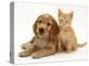 Golden Cocker Spaniel Puppy with Ginger Kitten-Jane Burton-Premier Image Canvas