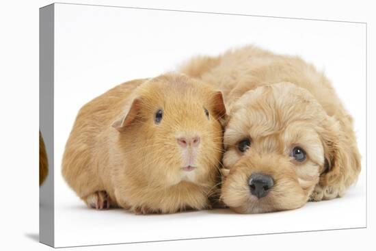 Golden Cockerpoo (Cocker Spaniel X Poodle) Puppy, 6 Weeks, with Red Guinea Pig-Mark Taylor-Premier Image Canvas