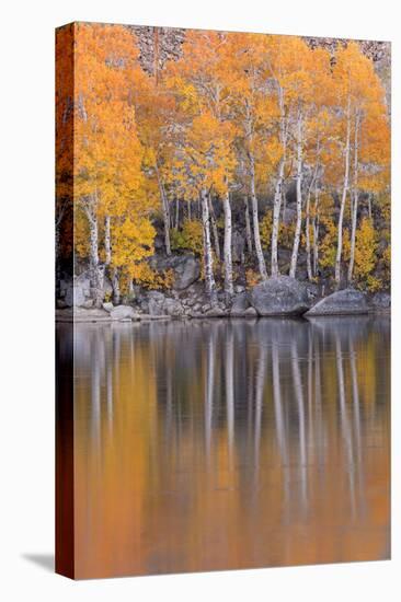 Golden Coloured Fall Foliage and Reflections on the Shores of Intake 2 Lake in the Eastern Sierras-Adam Burton-Premier Image Canvas