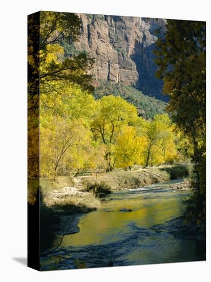 Golden Cottonwood Trees on Banks of the Virgin River, Zion National Park, Utah, USA-Ruth Tomlinson-Premier Image Canvas