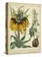 Golden Crown Imperial-Sydenham Teast Edwards-Stretched Canvas