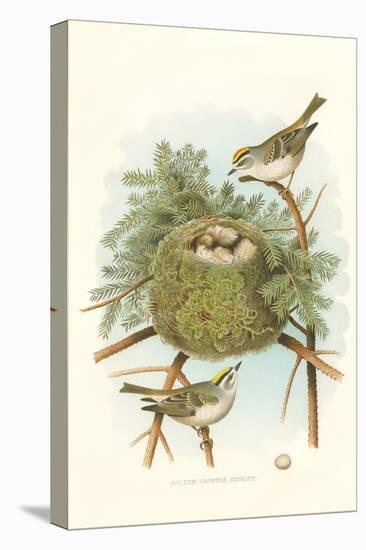 Golden Crowned Kinglet Nest and Eggs-null-Stretched Canvas