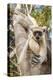 Golden-Crowned Sifaka Or Tattersall'S Sifaka (Propithecus Tattersalli) Climbing Down Tree-Nick Garbutt-Premier Image Canvas