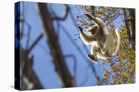 Golden-Crowned Sifaka (Propithecus Tattersalli) Leaping Through Forest Canopy-Nick Garbutt-Premier Image Canvas