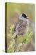 Golden-crowned sparrow-Ken Archer-Premier Image Canvas