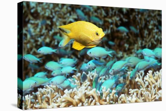 Golden Damselfish And Blue-green Chromis-Georgette Douwma-Premier Image Canvas