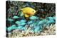 Golden Damselfish And Blue-green Chromis-Georgette Douwma-Premier Image Canvas