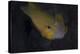 Golden Damselfish, Fiji-Stocktrek Images-Premier Image Canvas