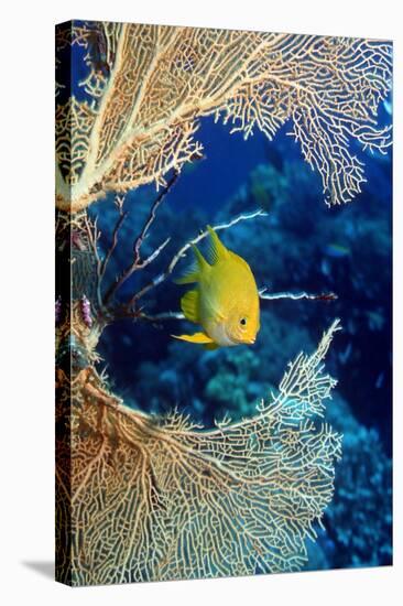 Golden Damselfish-Georgette Douwma-Premier Image Canvas