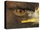 Golden Eagle Adult Portrait, Close up of Eye, Cairngorms National Park, Scotland, UK-Pete Cairns-Premier Image Canvas