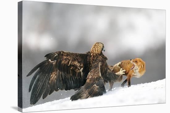 Golden Eagle And Red Fox-Yves Adams-Stretched Canvas