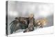 Golden Eagle and Red Fox-Yves Adams-Premier Image Canvas