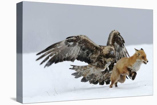 Golden Eagle (Aquila Chrysaetos) Adult Defending Carcass from Red Fox (Vulpes Vulpes), Bulgaria-Stefan Huwiler-Premier Image Canvas