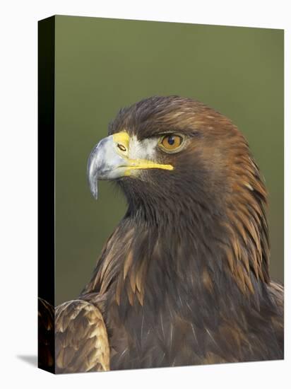 Golden Eagle (Aquila Chrysaetos) Adult Portrait, Cairngorms National Park, Scotland, UK-Pete Cairns-Premier Image Canvas