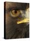 Golden Eagle (Aquila Chrysaetos) Close up of Eye, Cairngorms National Park, Scotland, UK-Pete Cairns-Premier Image Canvas