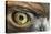 Golden eagle (aquila chrysaetos) close-up of eye, scotland, captive-Malcolm Schuyl-Premier Image Canvas