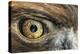 Golden eagle (aquila chrysaetos) close-up of eye, scotland, captive-Malcolm Schuyl-Premier Image Canvas