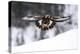 Golden Eagle (Aquila Chrysaetos) in Flight over Snow, Flatanger, Norway, November 2008-Widstrand-Premier Image Canvas