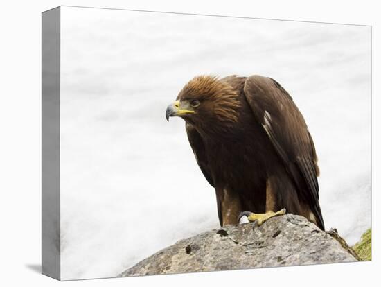 Golden Eagle, Aquila Chrysaetos, in Snow, Captive, United Kingdom-Steve & Ann Toon-Premier Image Canvas