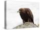 Golden Eagle, Aquila Chrysaetos, in Snow, Captive, United Kingdom-Steve & Ann Toon-Premier Image Canvas
