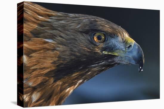 Golden eagle (Aquila chrysaetos) male head portrait,  Kalvtrask, Vasterbotten, Sweden-Staffan Widstrand-Premier Image Canvas