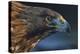 Golden eagle (Aquila chrysaetos) male head portrait,  Kalvtrask, Vasterbotten, Sweden-Staffan Widstrand-Premier Image Canvas