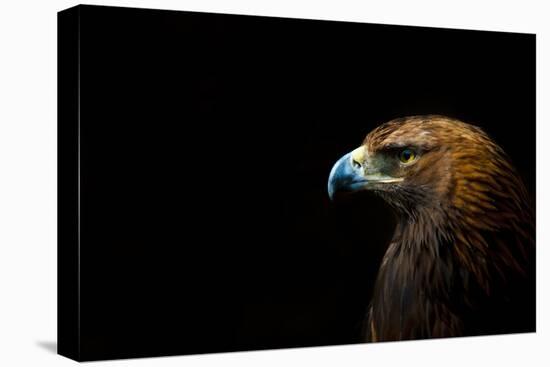 Golden Eagle (Aquila Chrysaetos) Portrait, Captive, Occurs In The Northern Hemisphere-Edwin Giesbers-Premier Image Canvas