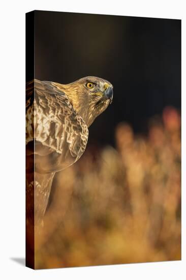 Golden eagle (Aquila chrysaetos), Sweden, Scandinavia, Europe-Janette Hill-Premier Image Canvas