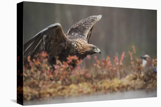 Golden eagle (Aquila chrysaetos), Sweden, Scandinavia, Europe-Janette Hill-Premier Image Canvas