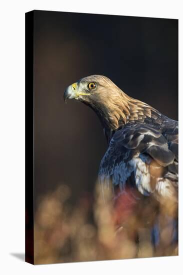 Golden eagle (Aquila chrysaetos), Sweden, Scandinavia, Europe-Janette Hill-Premier Image Canvas