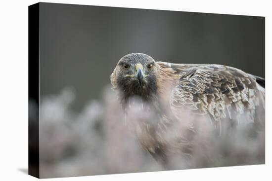 Golden eagle (Aquila chrysaetos), Sweden, Scandinavia, Europe-Janette Hill-Premier Image Canvas