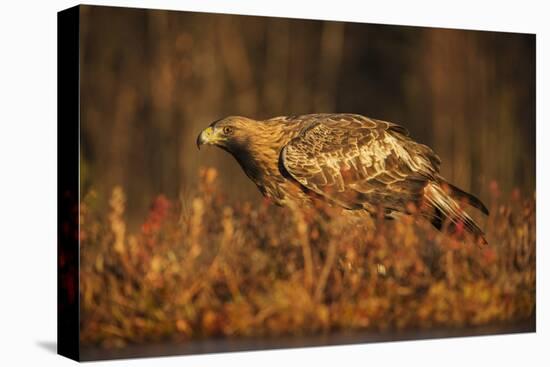 Golden eagle (Aquila chrysaetos), Sweden, Scandinavia, Europe-Janette Hill-Premier Image Canvas