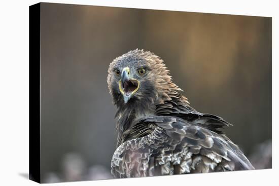 Golden eagle (Aquila chrysaetos), Sweden, Scandinavia, Europe-Janette Hill-Premier Image Canvas