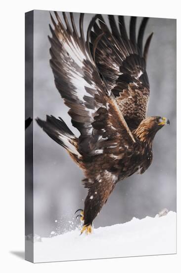 Golden Eagle (Aquila Chrysaetos) Taking Off, Flatanger, Norway, November 2008-Widstrand-Premier Image Canvas