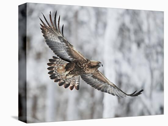 Golden eagle (Aquila chrysaetus) Kuusamo, Finland, January-Markus Varesvuo-Premier Image Canvas