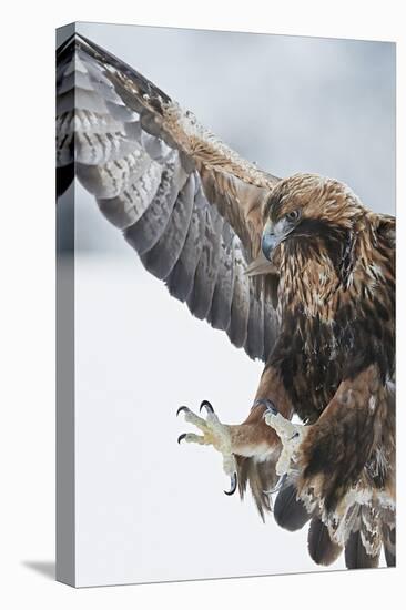 Golden eagle (Aquila chrysaetus) landing, Kuusamo, Finland, January.-Markus Varesvuo-Premier Image Canvas