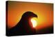 Golden Eagle at Sunrise-W. Perry Conway-Premier Image Canvas