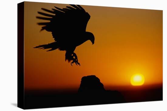 Golden Eagle at Sunset-W. Perry Conway-Premier Image Canvas