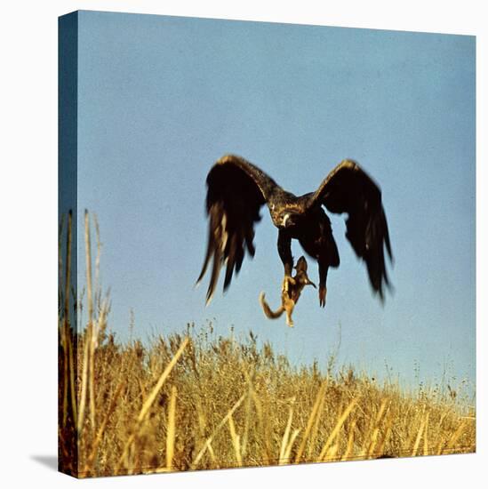 Golden Eagle Clutching a Squirrel in Its Talons-George Silk-Premier Image Canvas