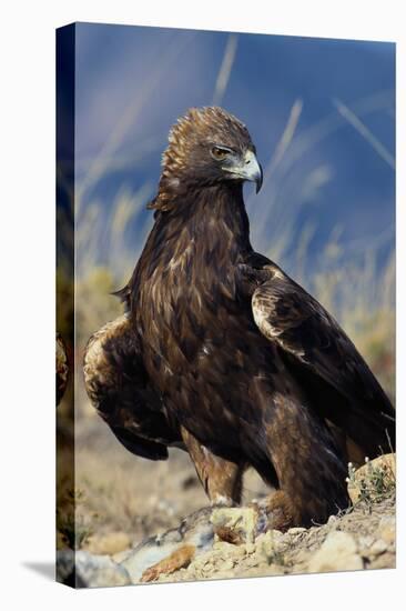 Golden Eagle Clutching Rabbit Kill-W^ Perry Conway-Premier Image Canvas